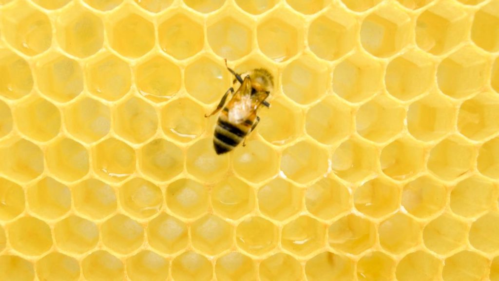 eine Biene sitzt auf einer Wabe