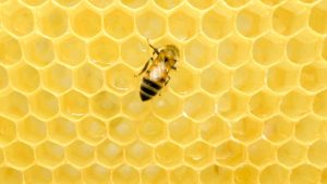 a bee sitting on top of a honeycomb
