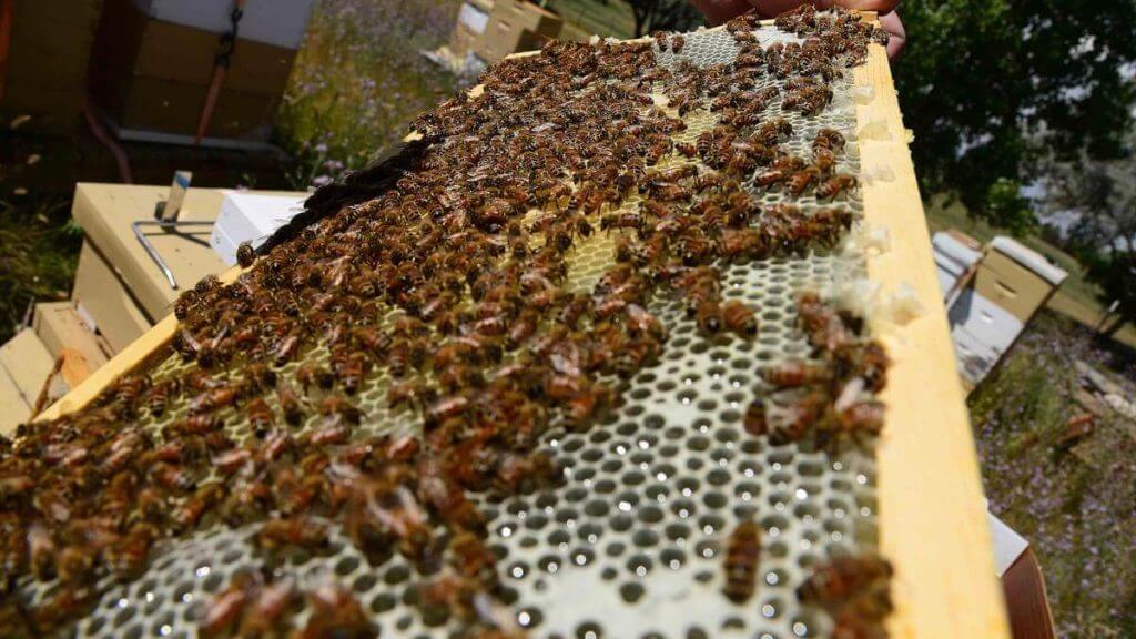 ein Bienenstock mit vielen Bienen darauf