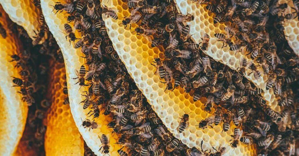 un mazzo di api su un favo