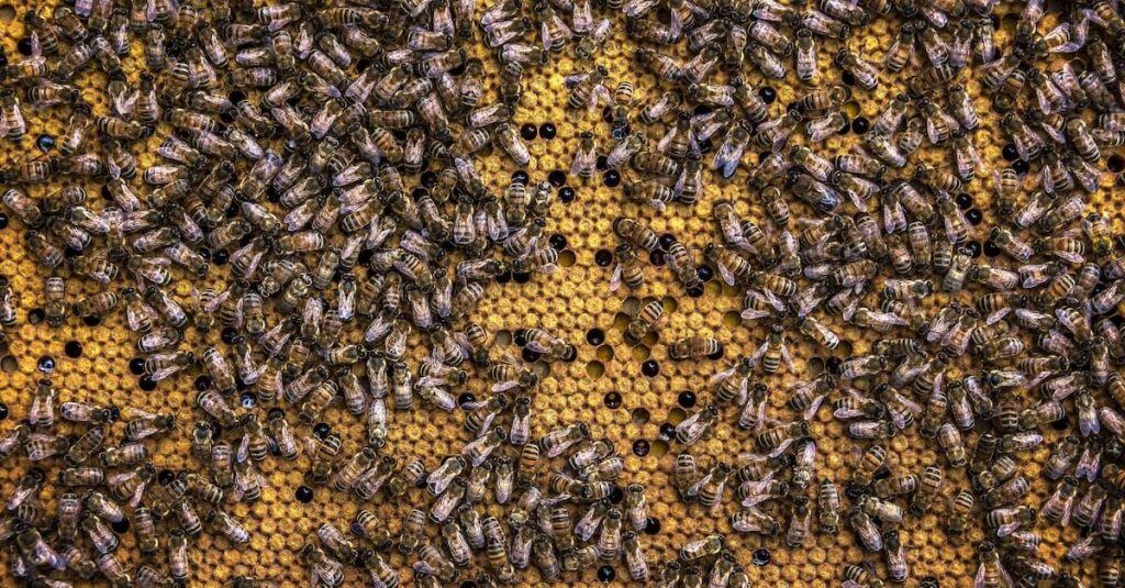 a bunch of bees that are on a piece of wood