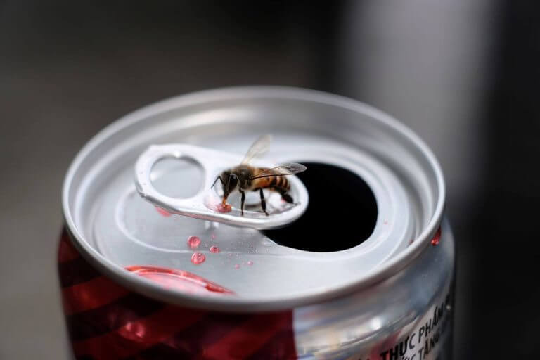 bee on soda can