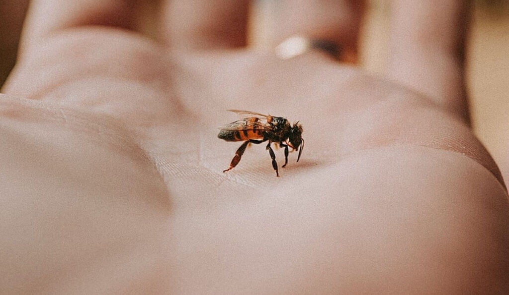 bee in palm