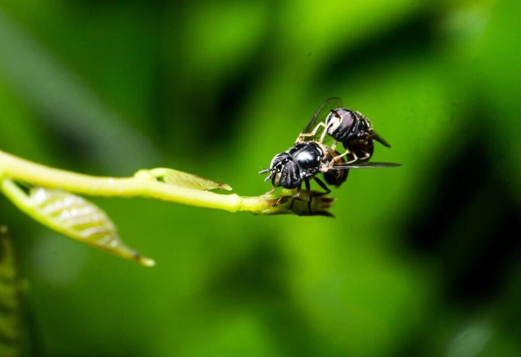 black bees mating