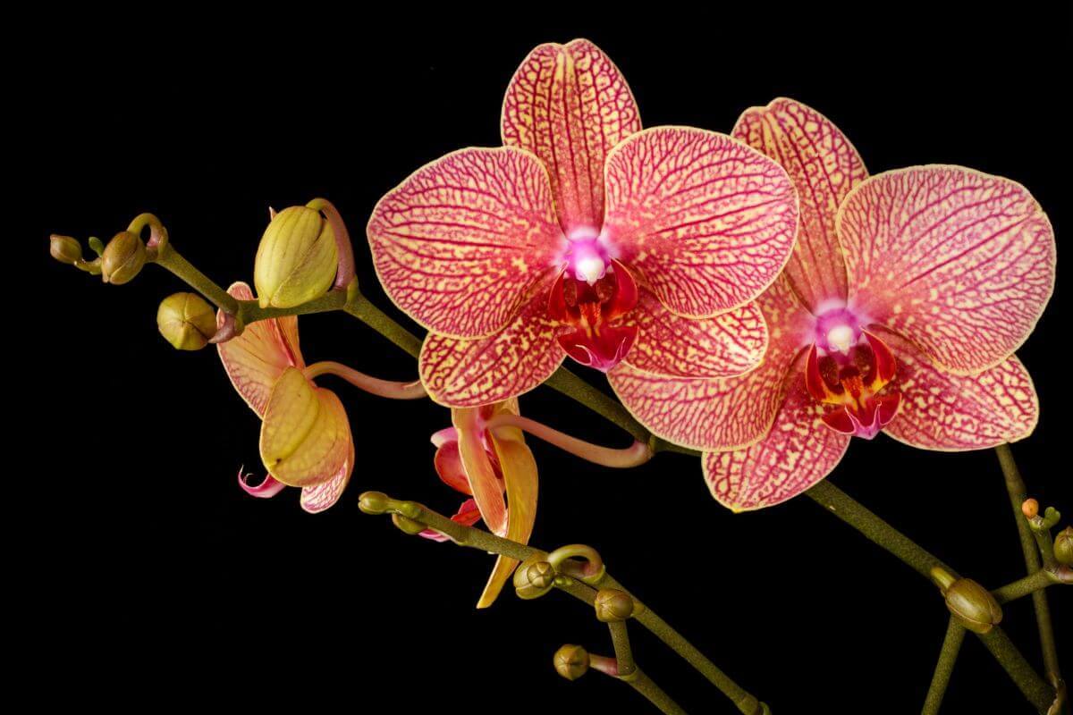 orchid flowers in black background