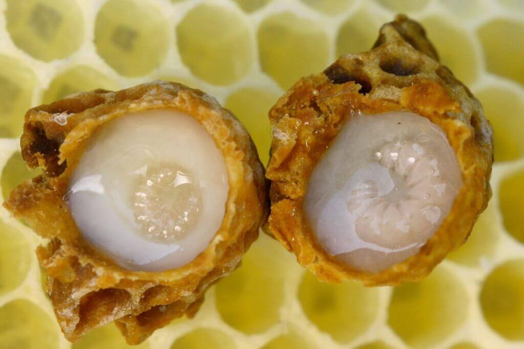 queen larvae surrounded by royal jelly