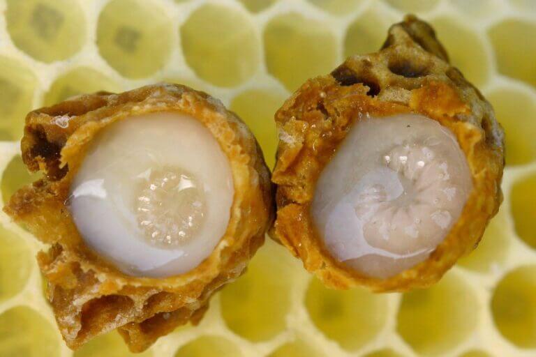 queen larvae surrounded by royal jelly