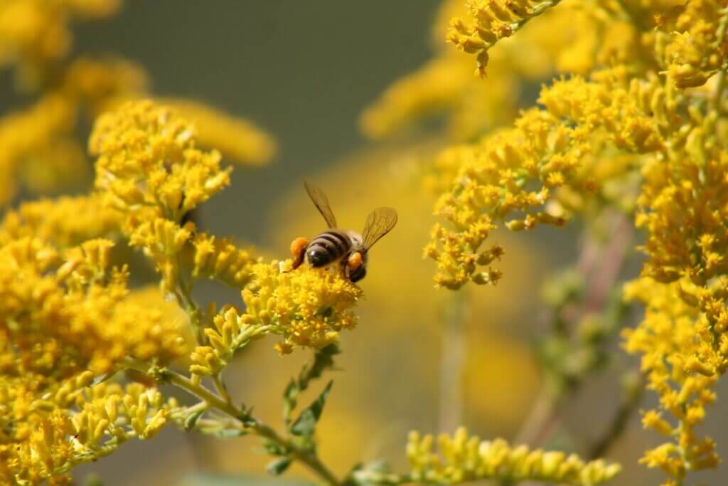 eine Biene auf Goldrute-Blume