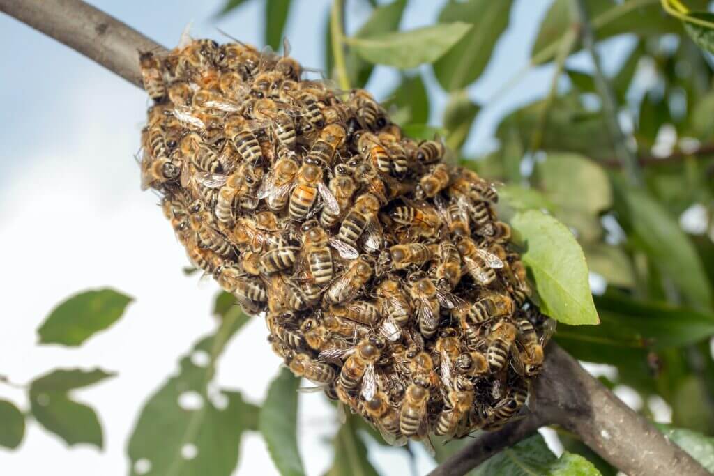 bee nest on a tree branch