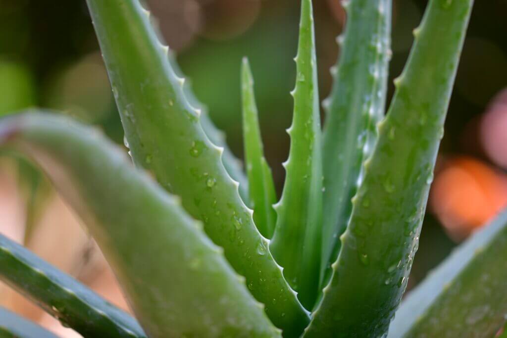 grüne Aloe-Vera-Pflanze