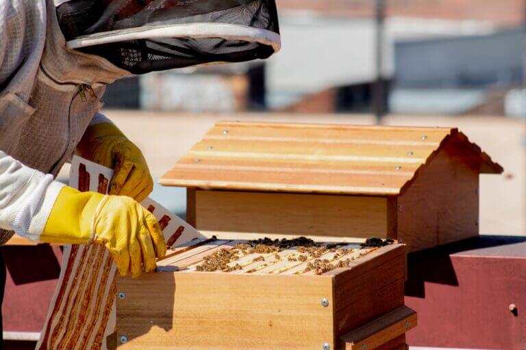 person checking beehive box