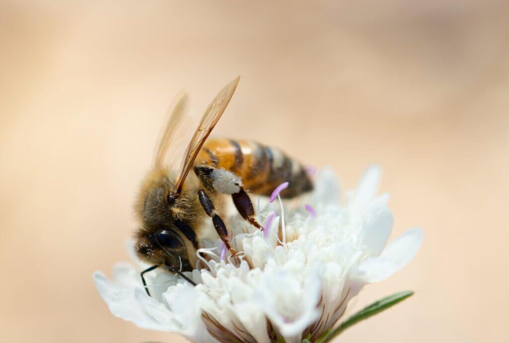 honey bee perching on white cluster flower
